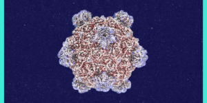 Roundtables: A Conversation With the Creator of AI-Designed Viruses